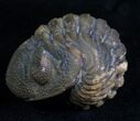 Very Detailed Enrolled Barrandeops (Phacops) Trilobite #4739-1